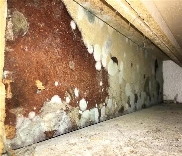 hidden mold spores on the backside of a bathroom cabinet